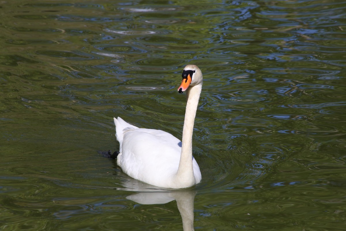 Mute Swan - ML619754529