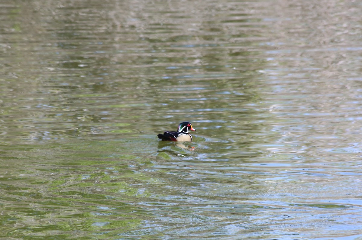 Wood Duck - ML619754537