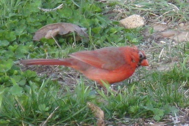 Cardinal rouge - ML619754543