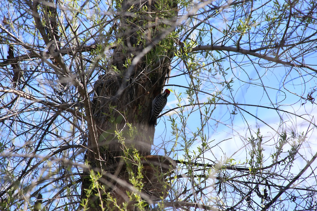 Ladder-backed Woodpecker - ML619754557