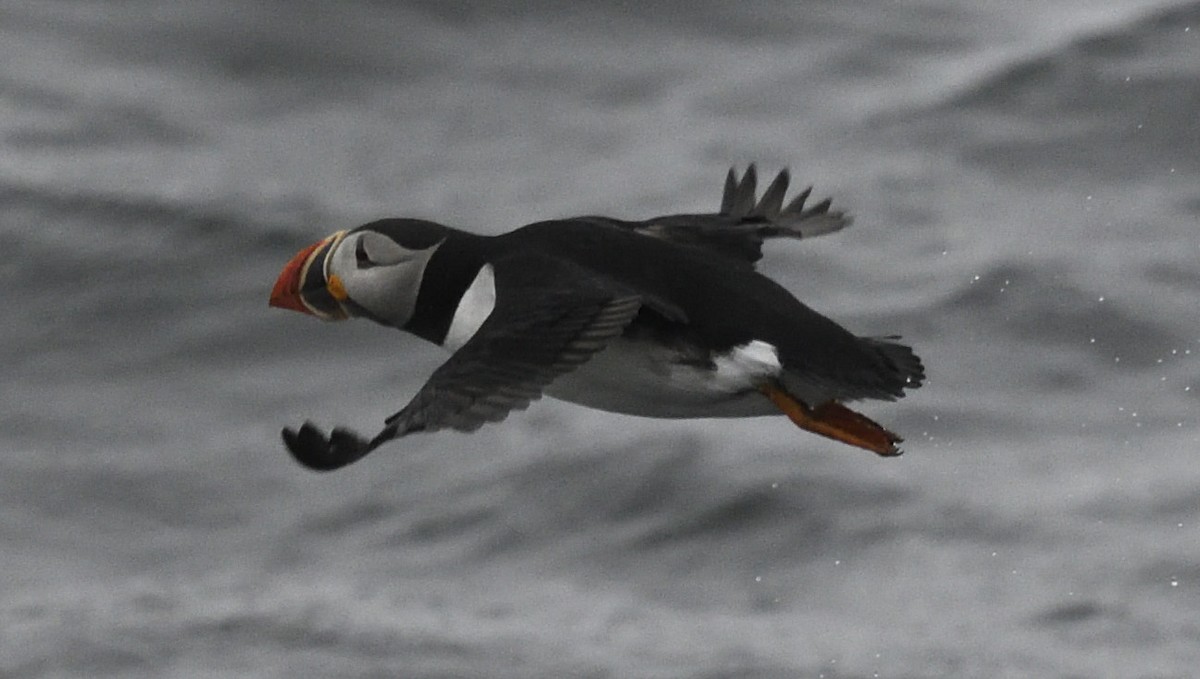 Atlantic Puffin - ML619754560