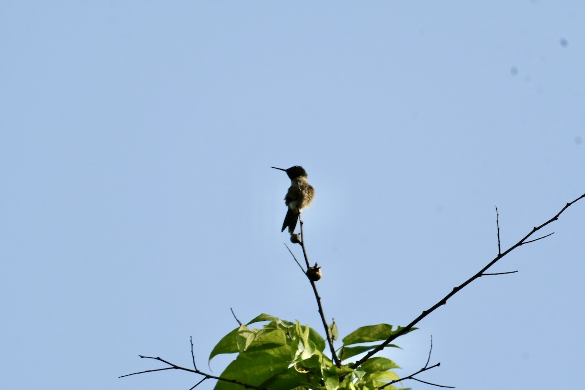 Yakut Boğazlı Kolibri - ML619754564