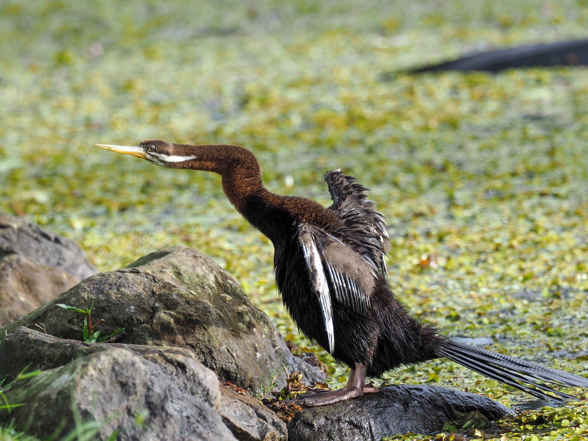 Austral-Schlangenhalsvogel - ML619754619