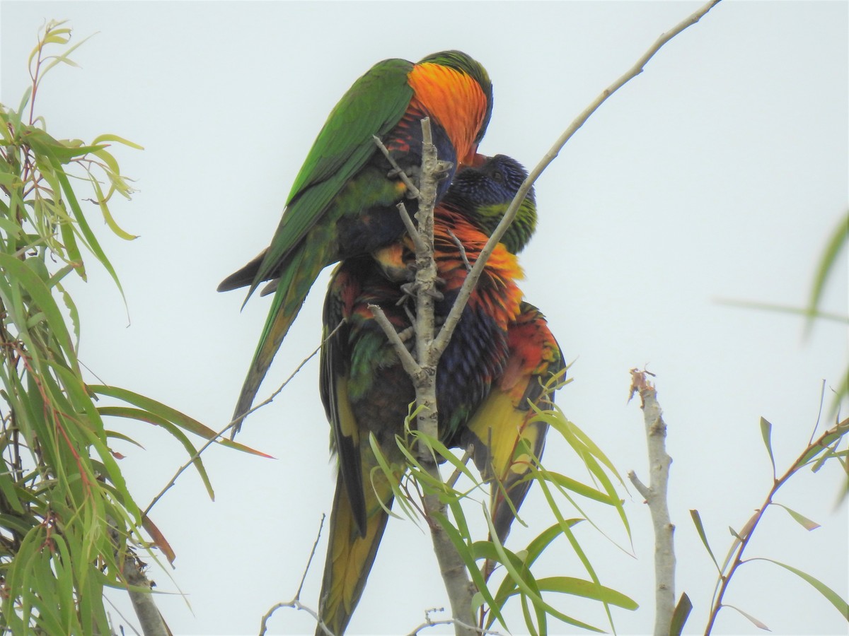 Rainbow Lorikeet - ML619754659