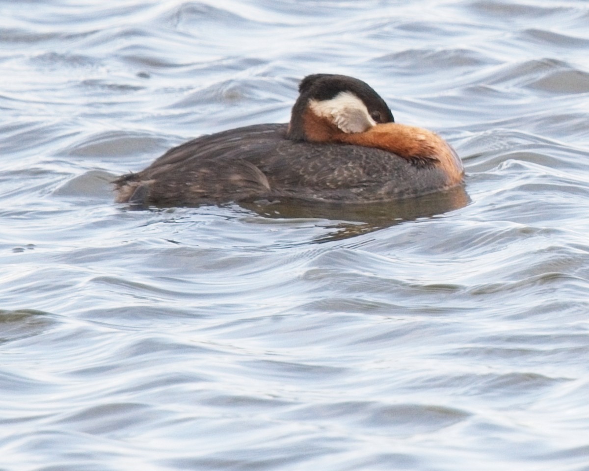 Red-necked Grebe - ML619754661