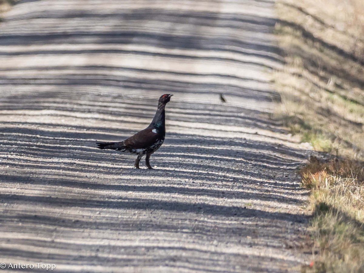 Western Capercaillie - ML619754705