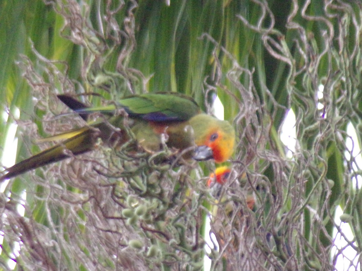 Conure à tête d'or - ML619754715