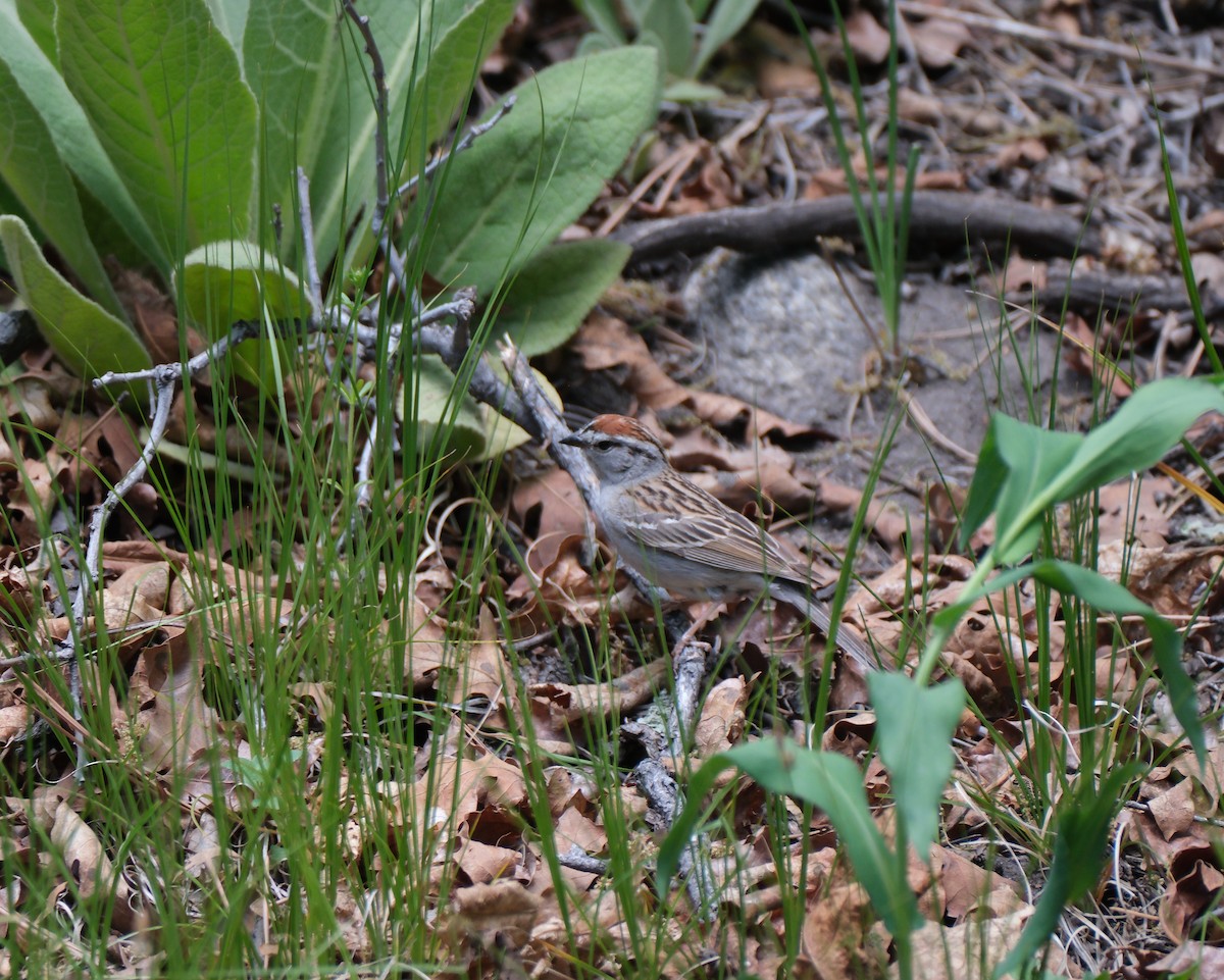 Chipping Sparrow - ML619754725