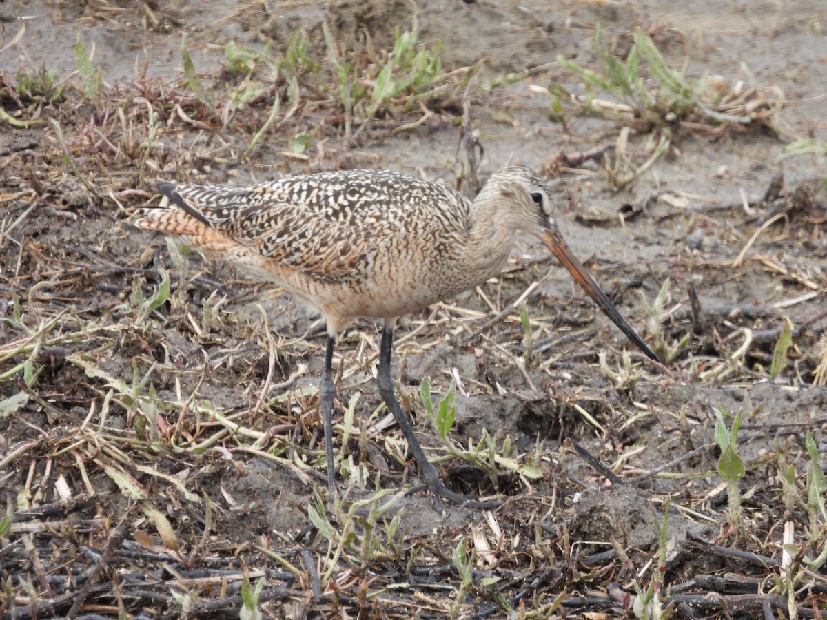 Marbled Godwit - ML619754733