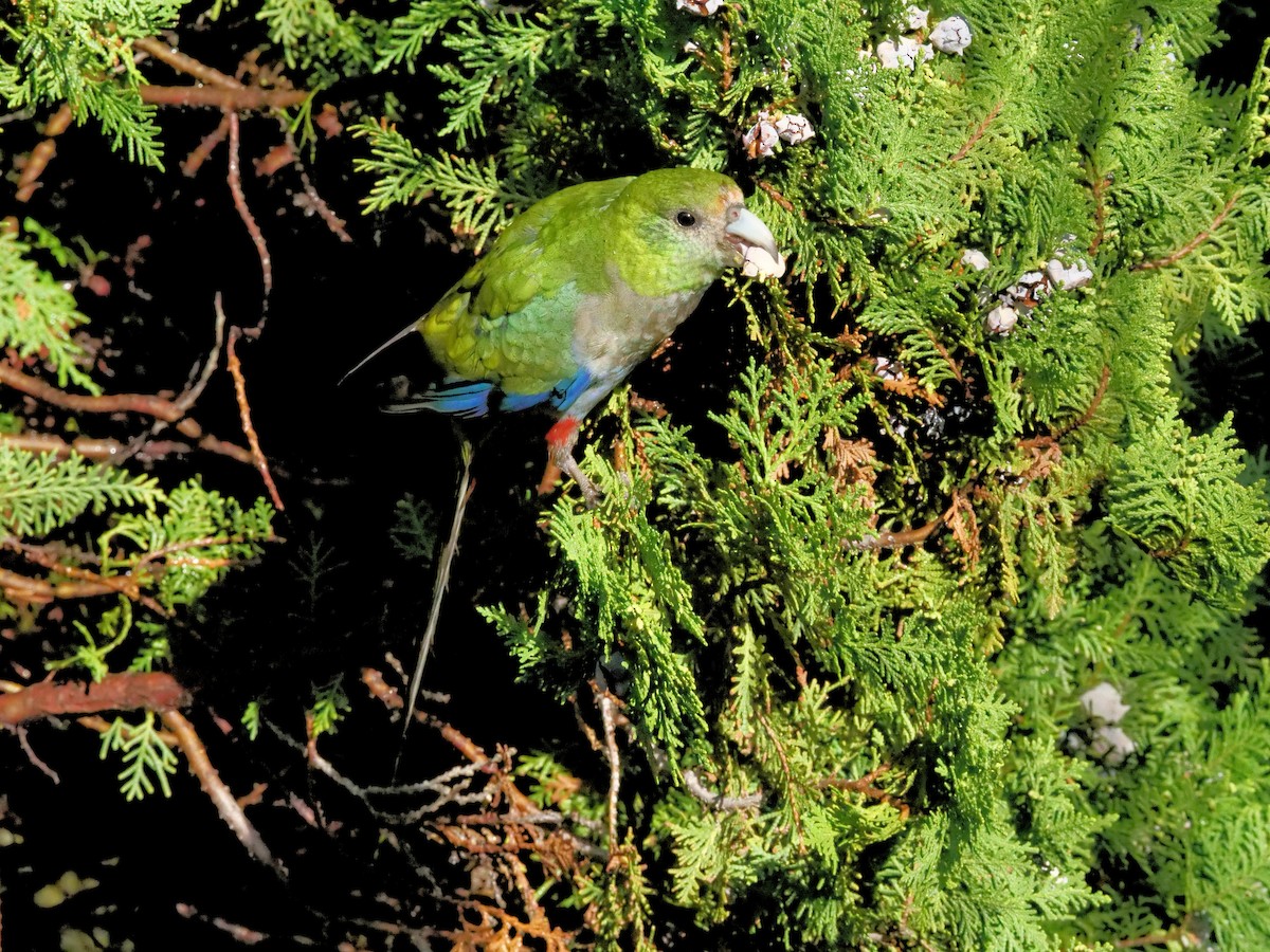 Red-capped Parrot - ML619754749