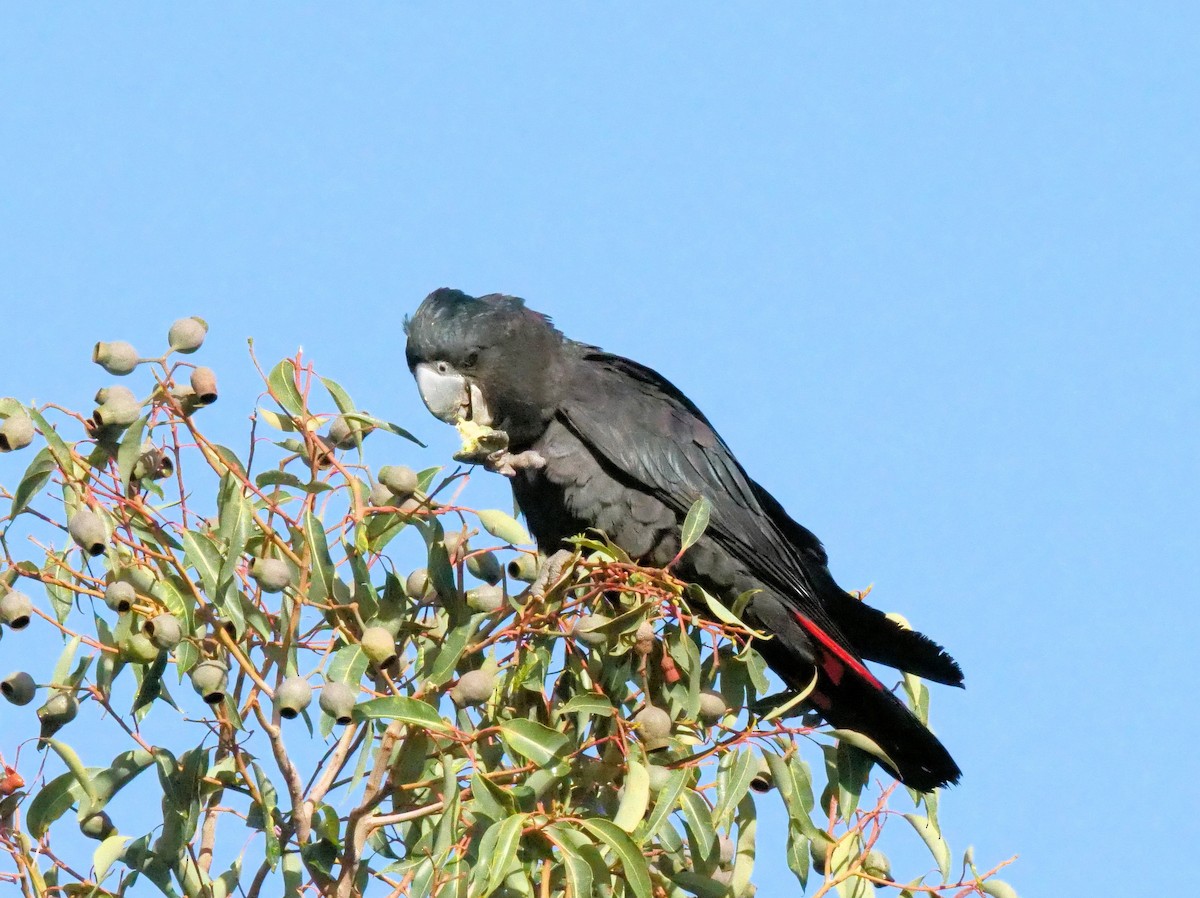Red-tailed Black-Cockatoo - ML619754754