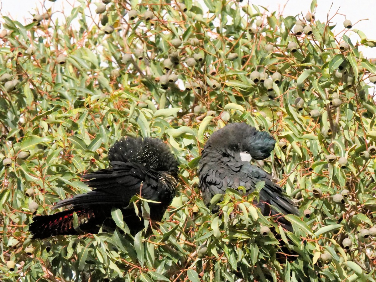 Red-tailed Black-Cockatoo - ML619754755