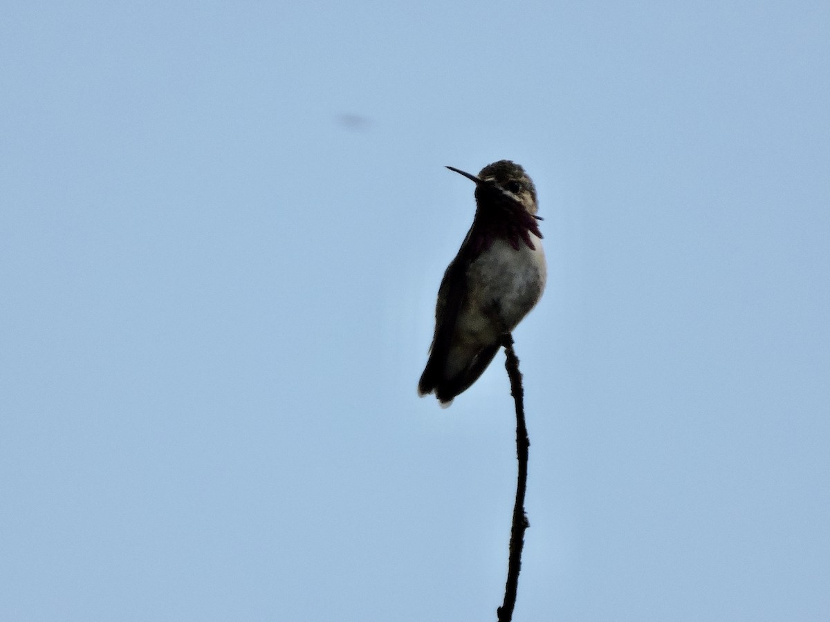 Colibrí Calíope - ML619754769