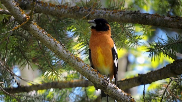 Cardinal à tête noire - ML619754781