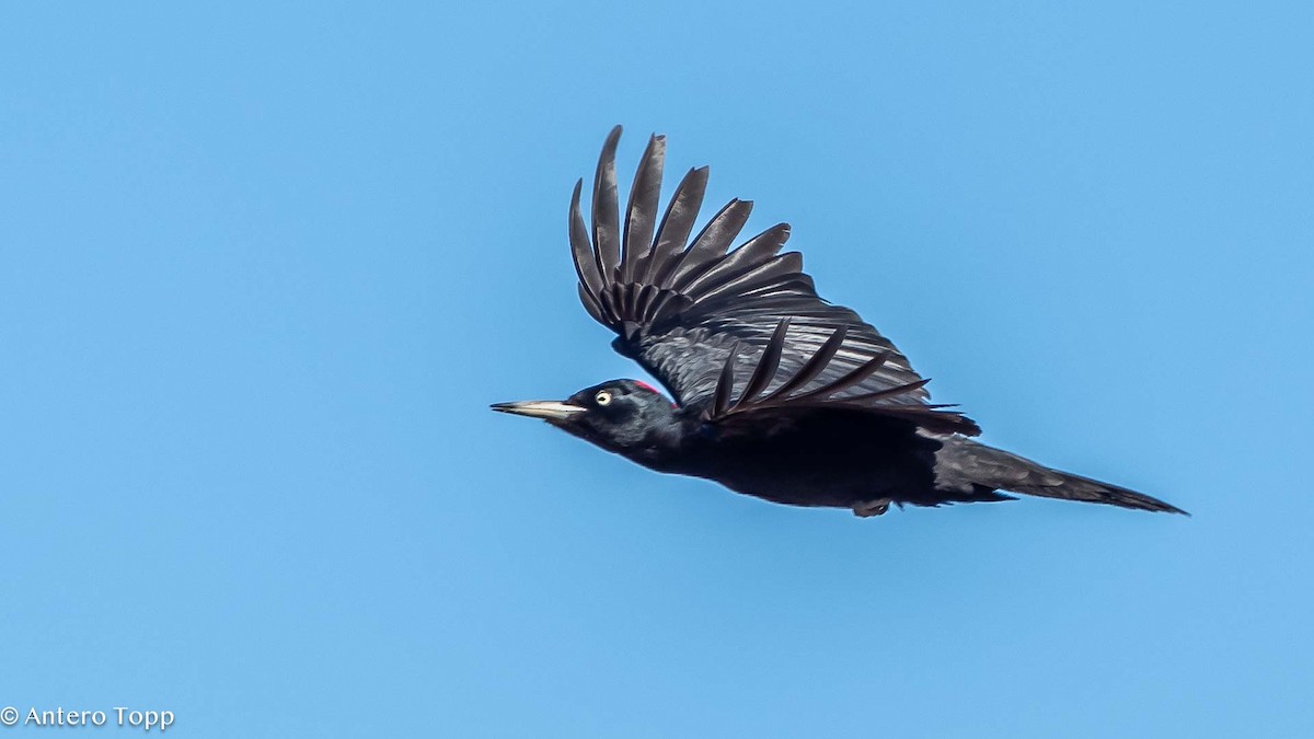 Black Woodpecker - ML619754800