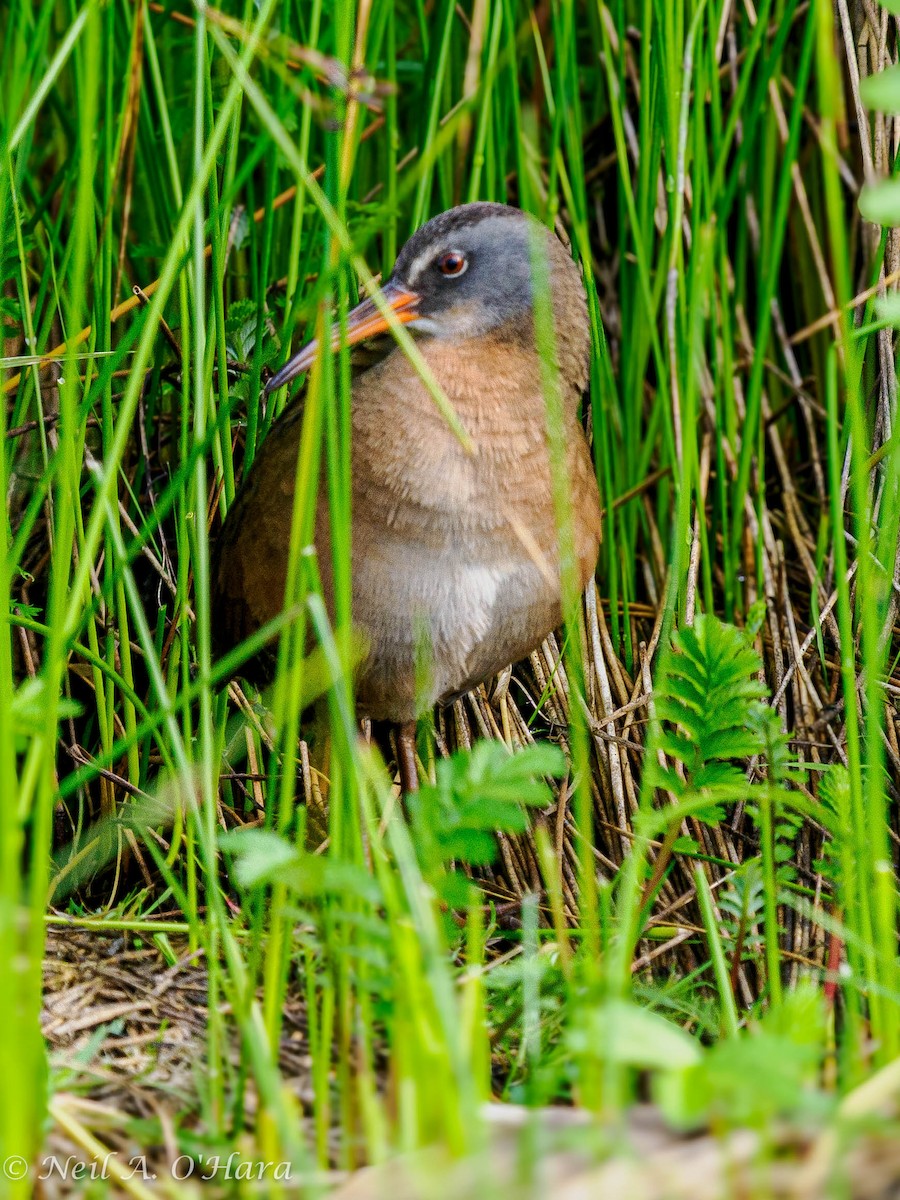 Virginia Rail - Neil O'Hara