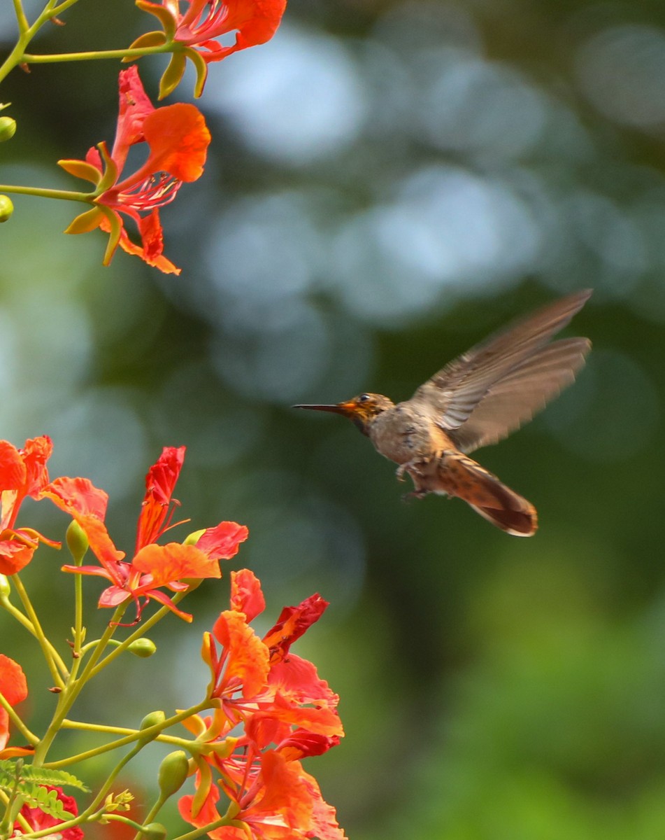 kolibřík fialovouchý - ML619754823