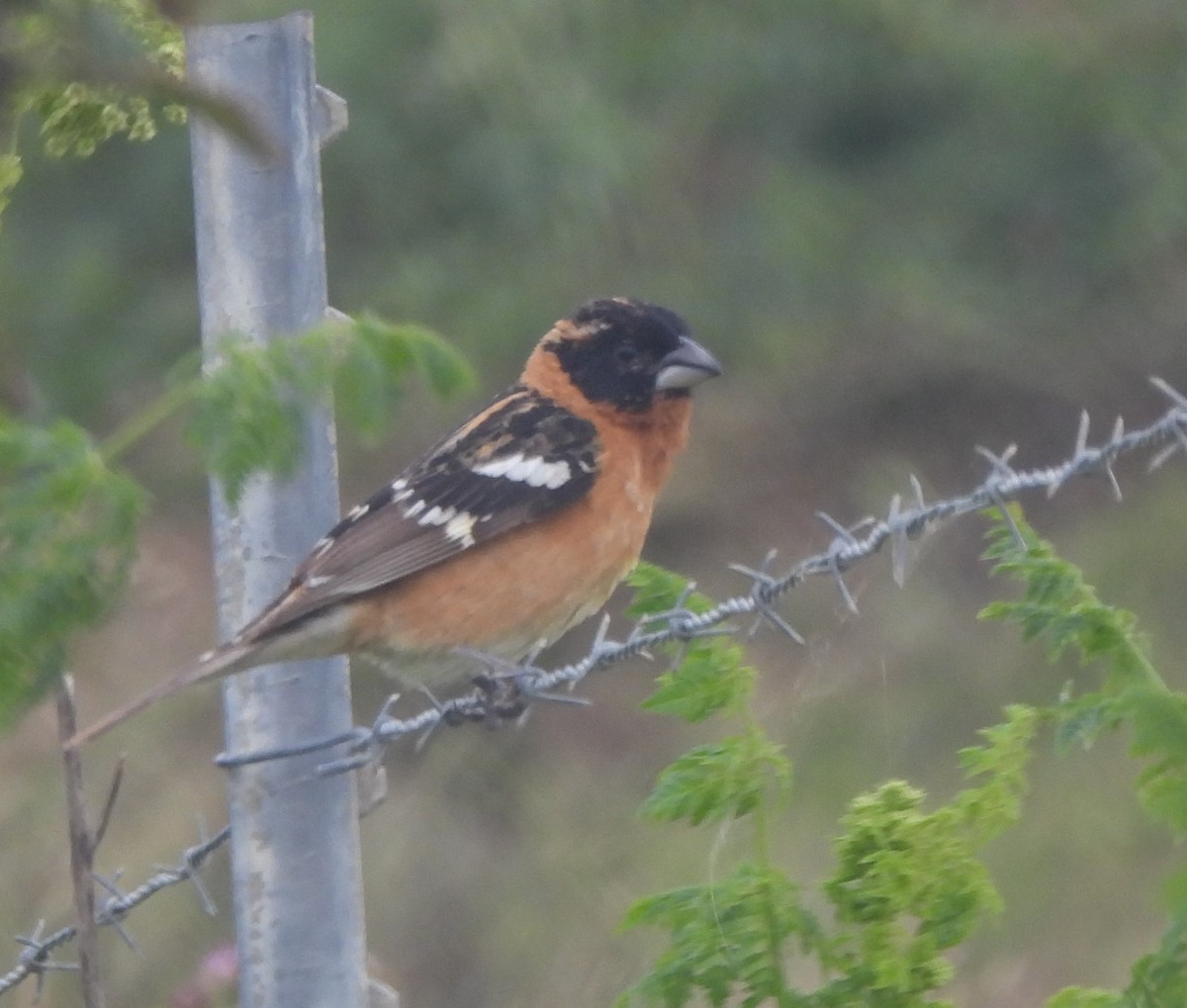 Black-headed Grosbeak - ML619754846