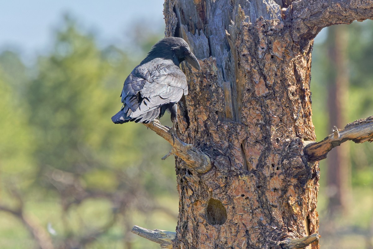 Common Raven - ML619754854