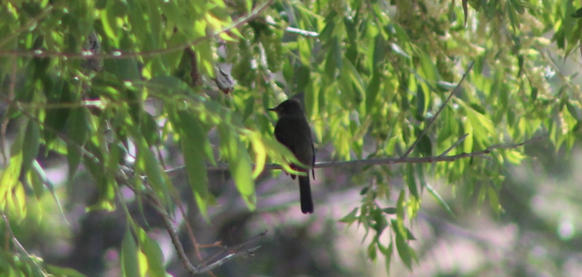 Alder/Willow Flycatcher (Traill's Flycatcher) - ML619754865