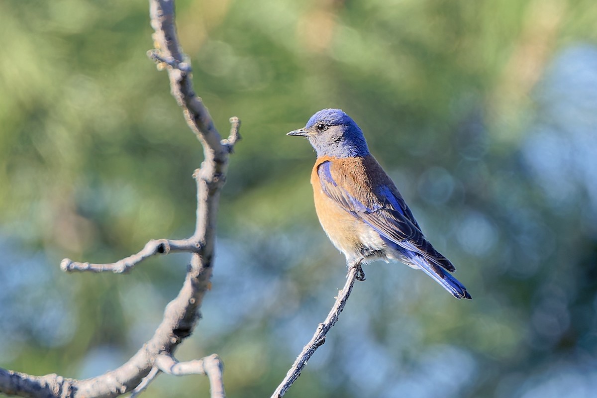 Western Bluebird - ML619754872