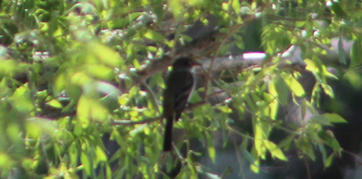 Alder/Willow Flycatcher (Traill's Flycatcher) - ML619754874