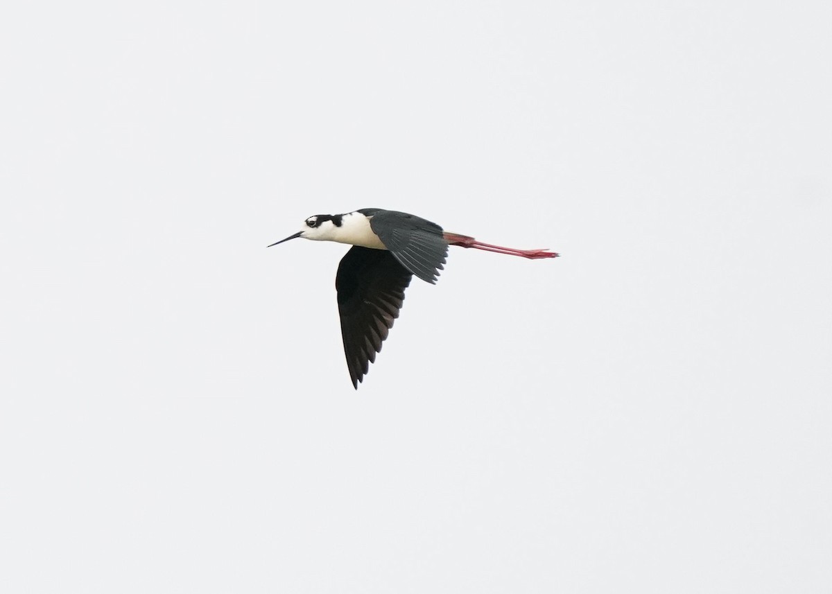 Black-necked Stilt - ML619754886