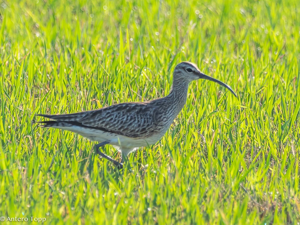 Whimbrel - ML619754902