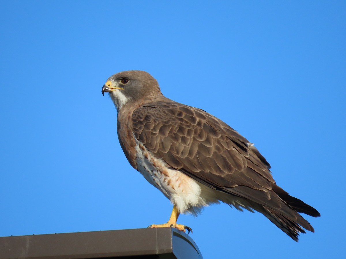 Swainson's Hawk - ML619754910