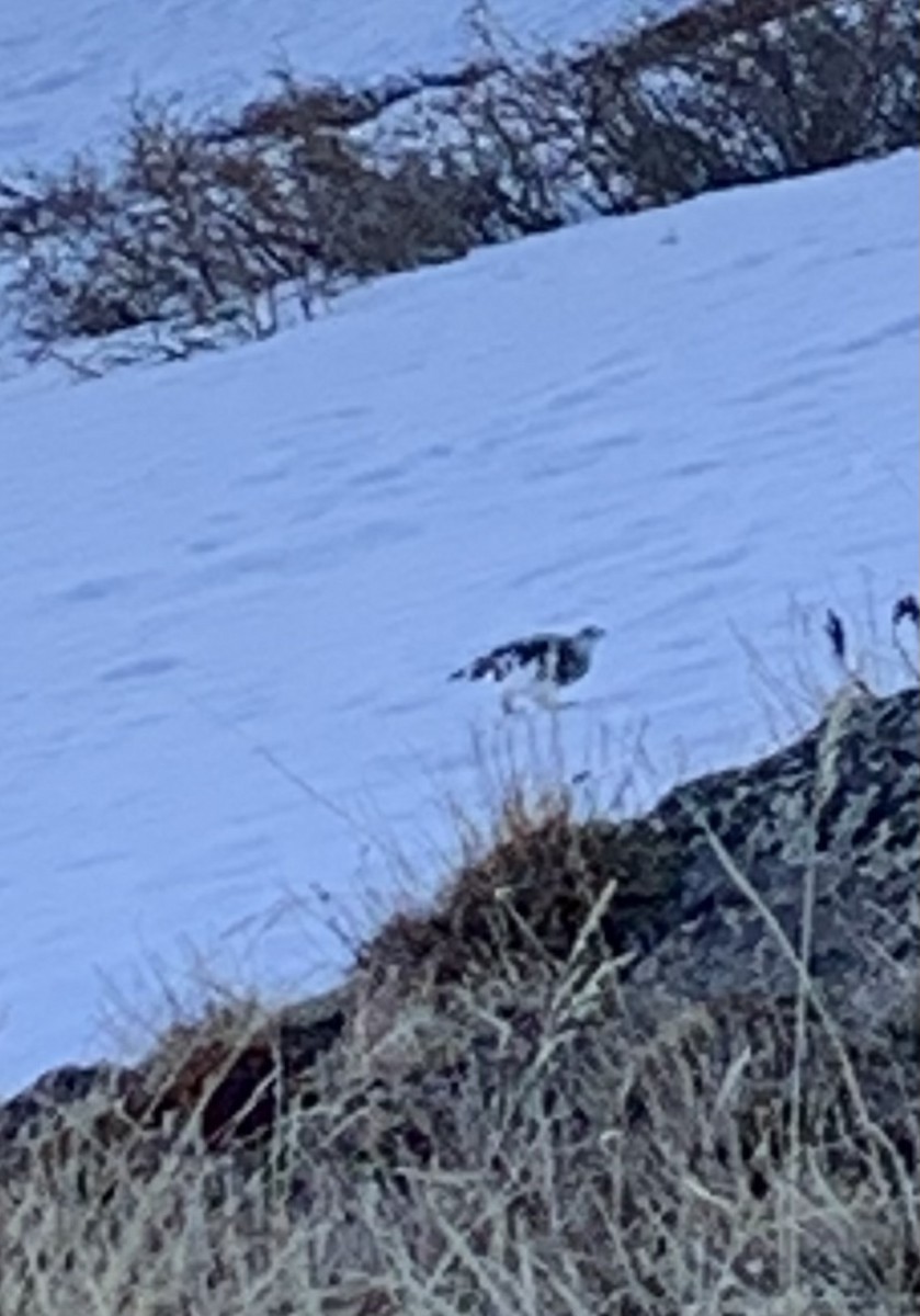 White-tailed Ptarmigan - ML619754943