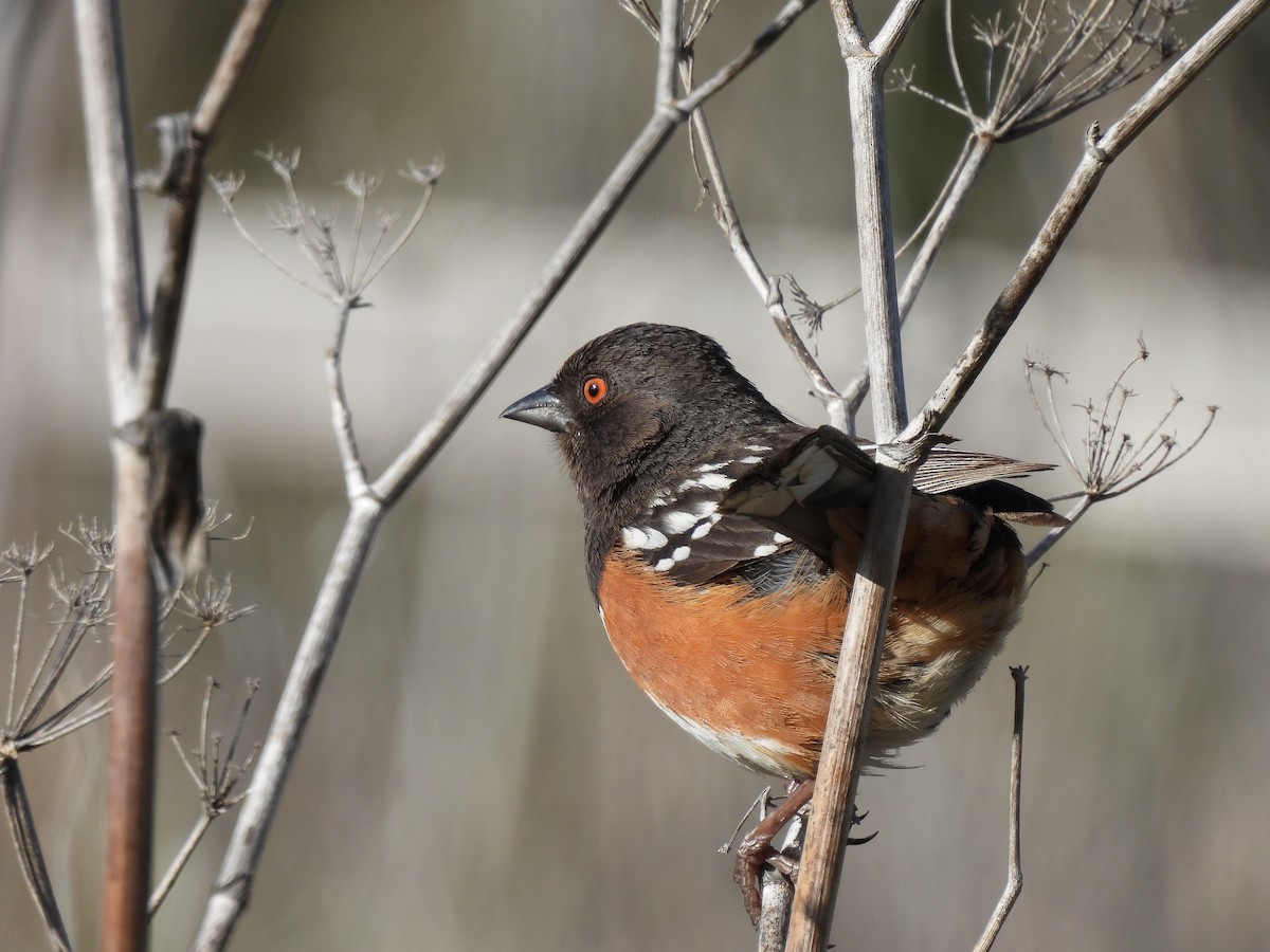 Spotted Towhee - ML619754955