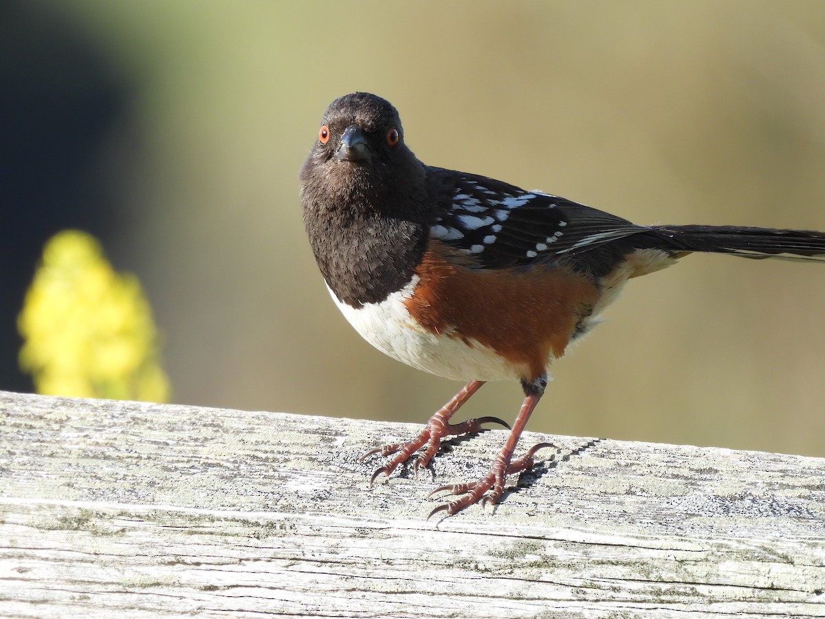 Spotted Towhee - ML619754956