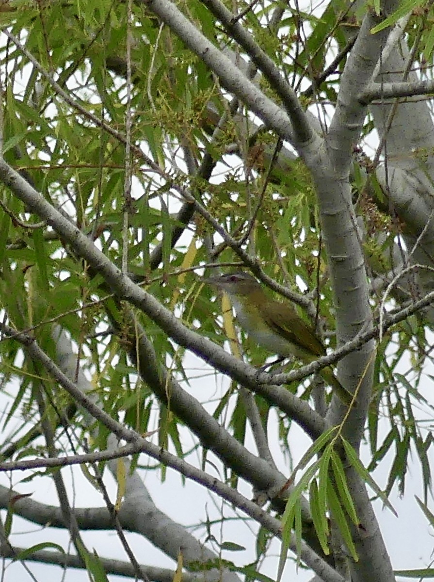 Gelbflankenvireo - ML619754961