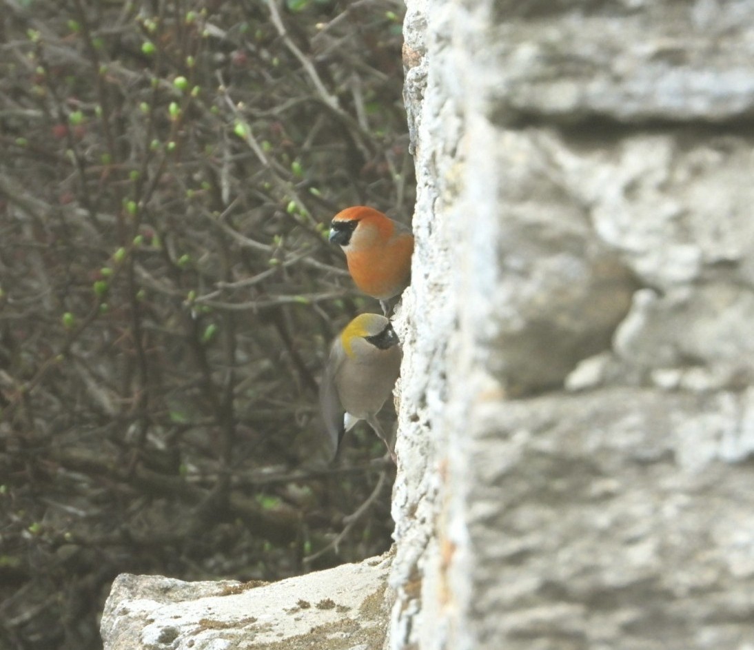 Red-headed Bullfinch - ML619755004