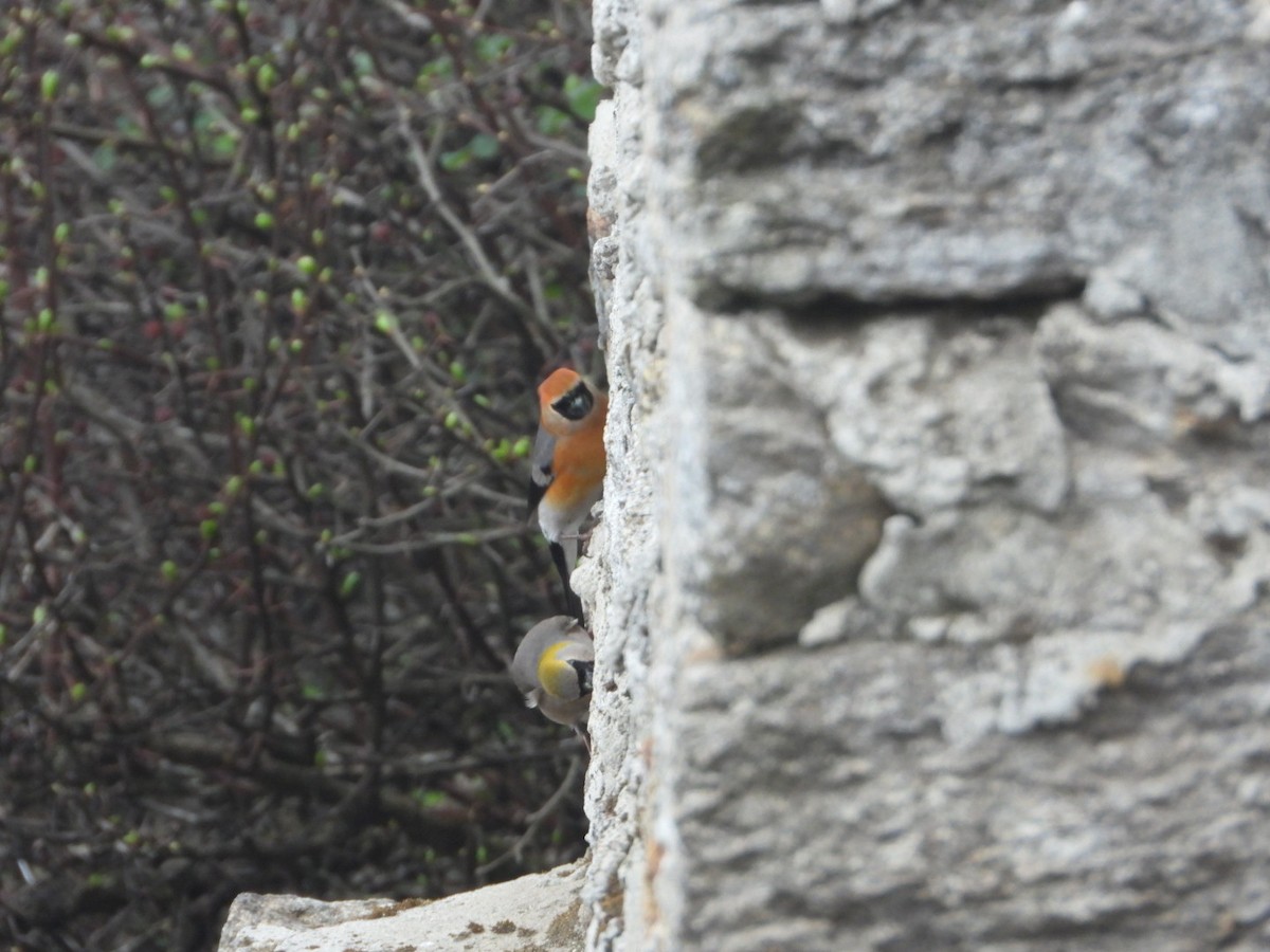 Red-headed Bullfinch - ML619755005