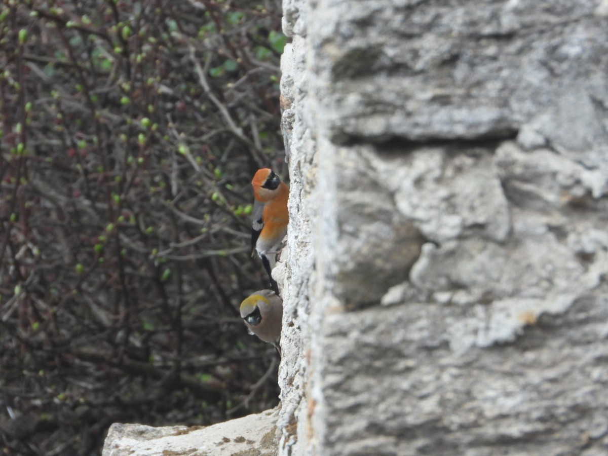 rustnakkedompap - ML619755006