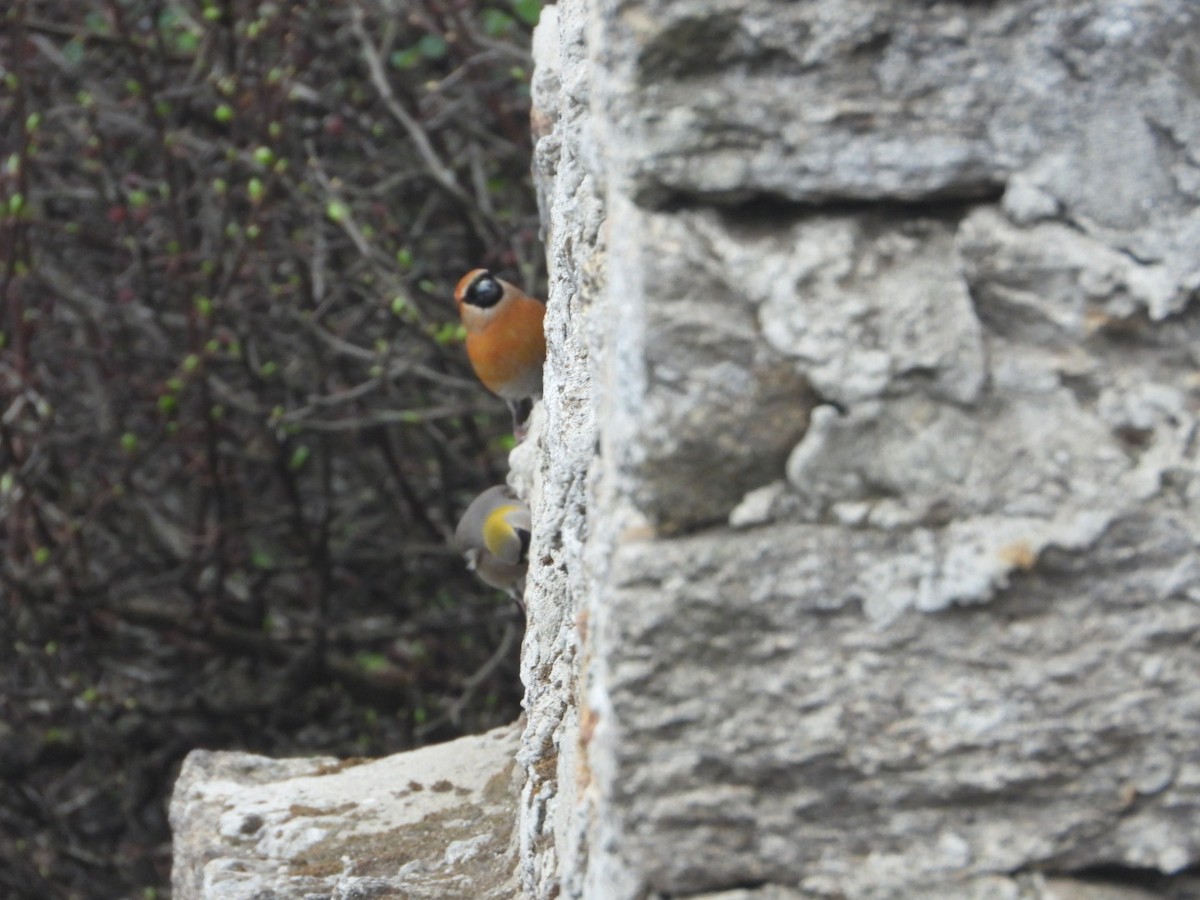 rustnakkedompap - ML619755007