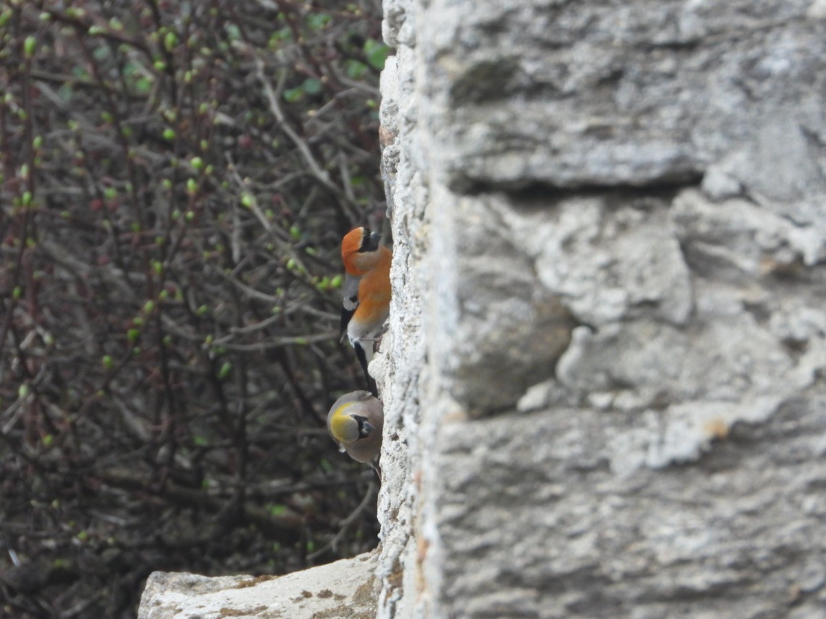 rustnakkedompap - ML619755008