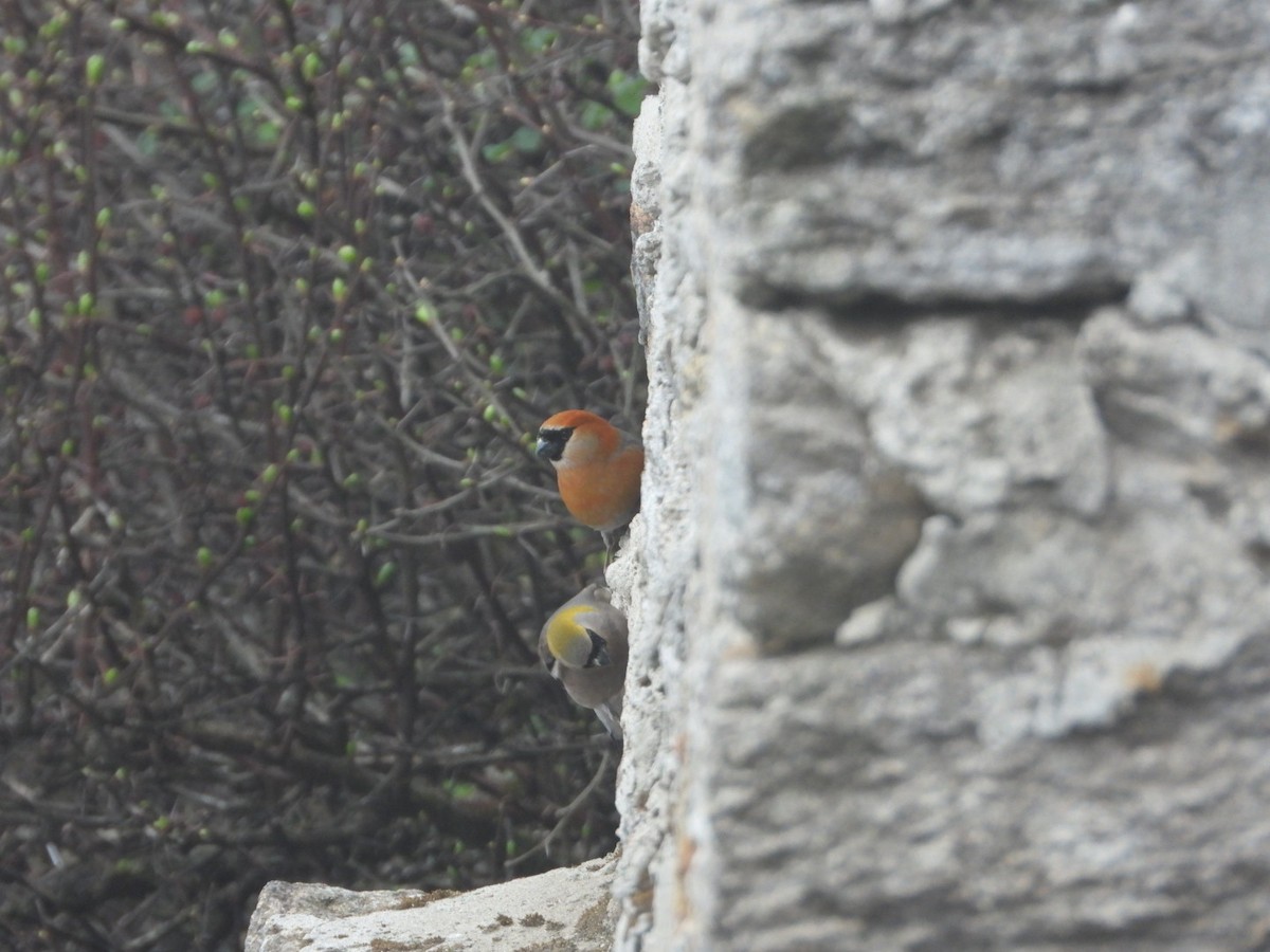 rustnakkedompap - ML619755009