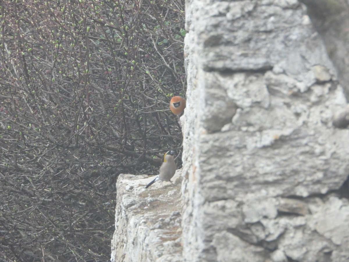 Red-headed Bullfinch - ML619755010