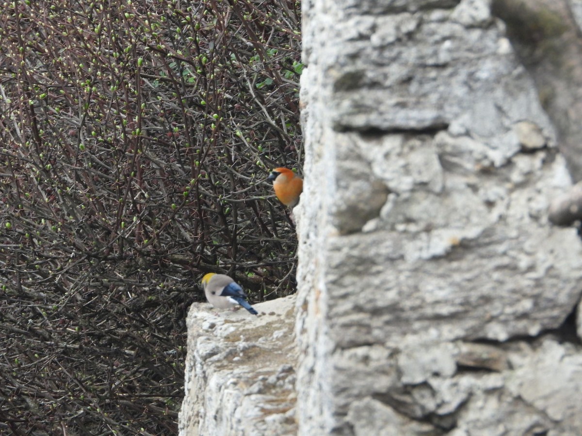 Red-headed Bullfinch - ML619755011