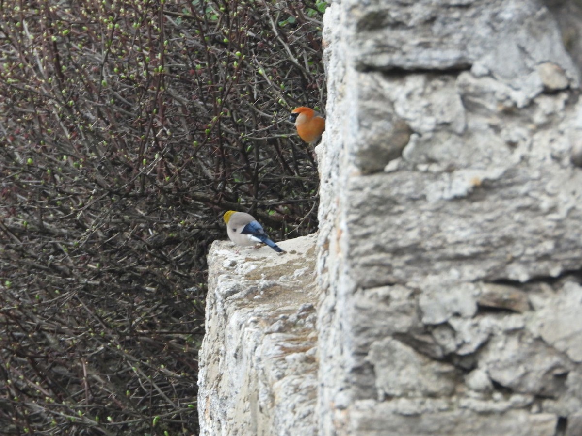 Red-headed Bullfinch - ML619755012