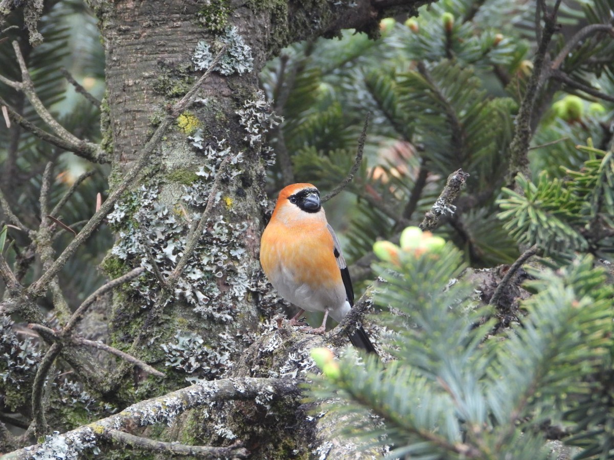 Red-headed Bullfinch - ML619755013