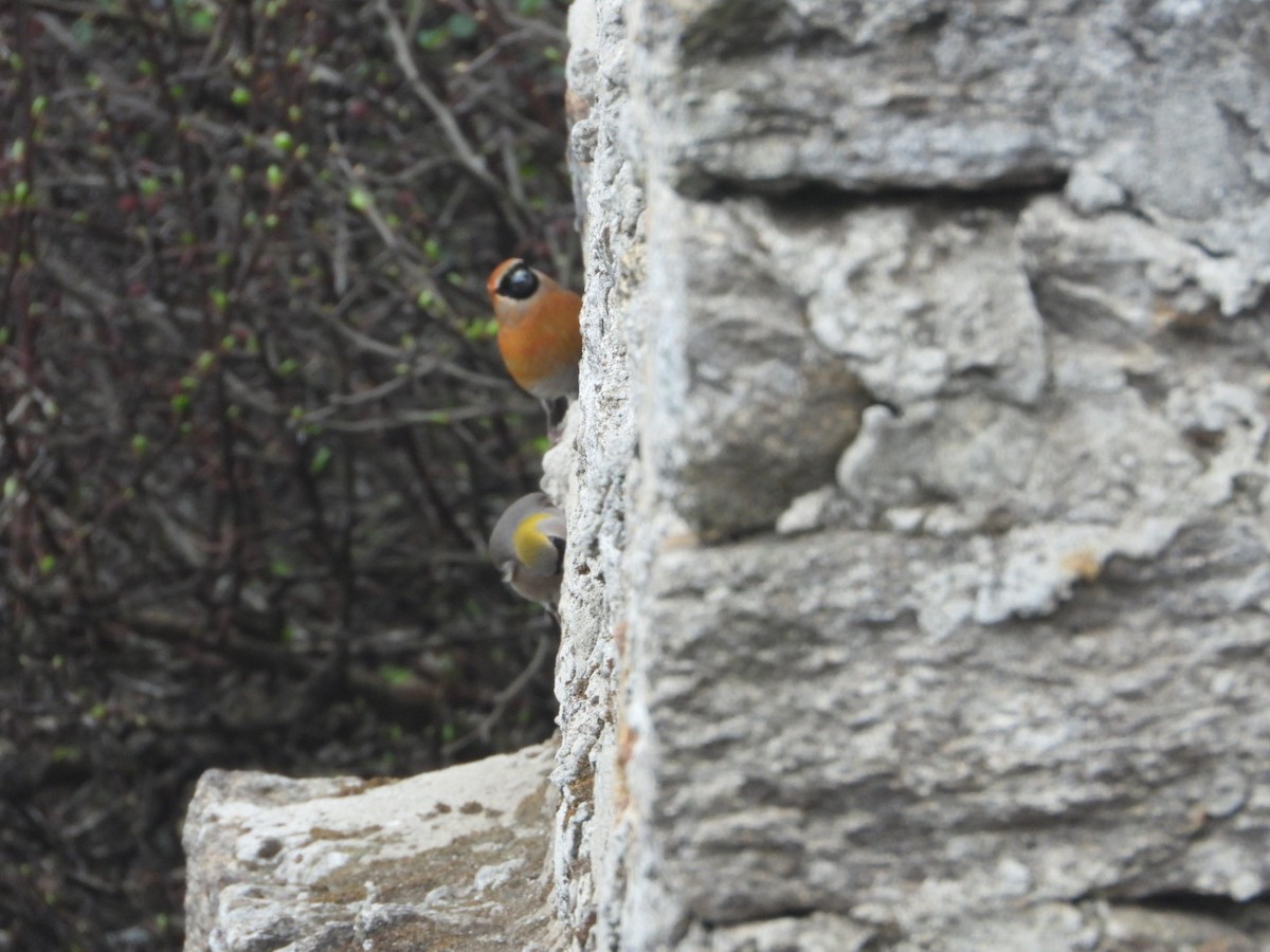 Red-headed Bullfinch - ML619755014