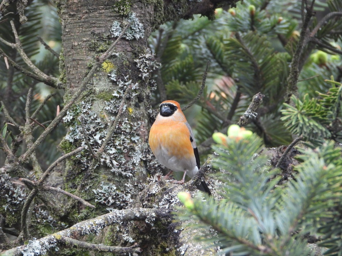 Red-headed Bullfinch - ML619755015