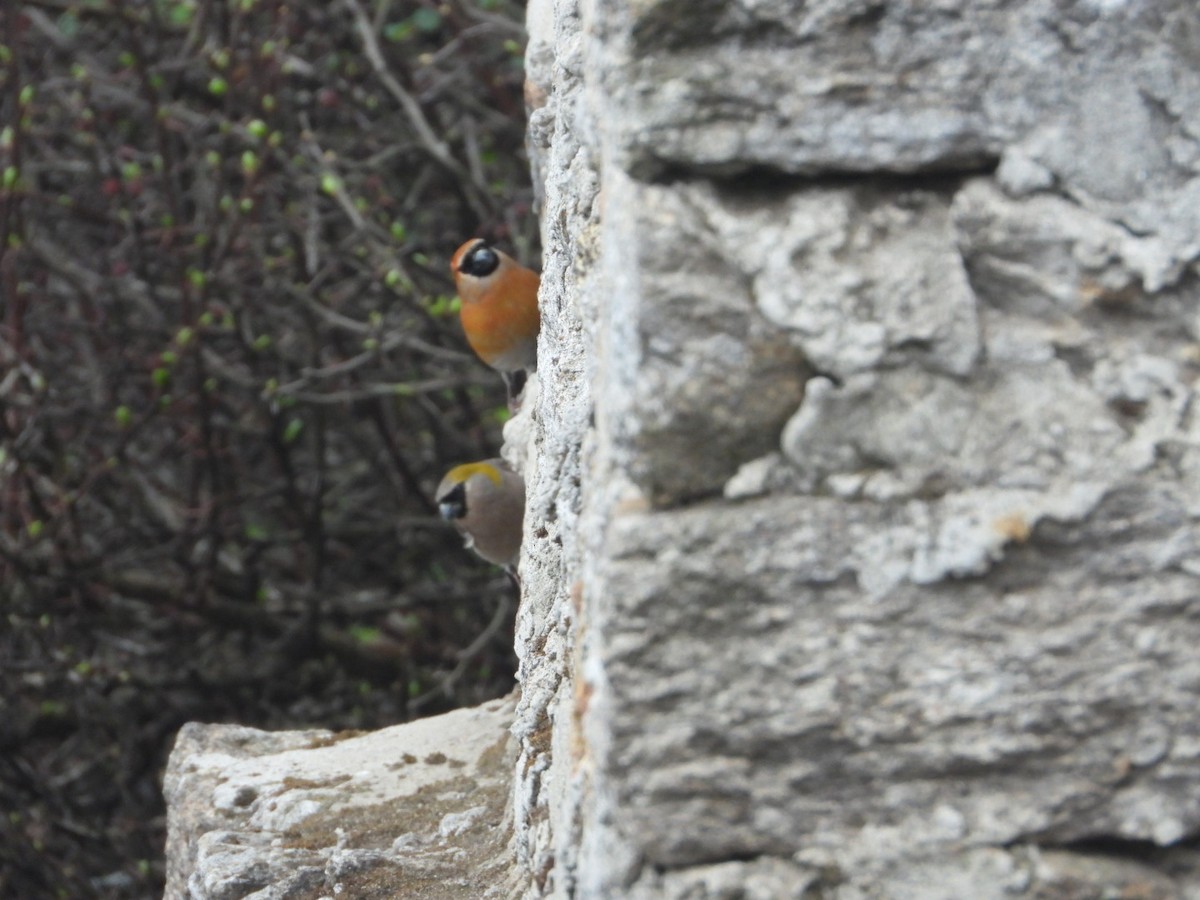 Red-headed Bullfinch - ML619755016