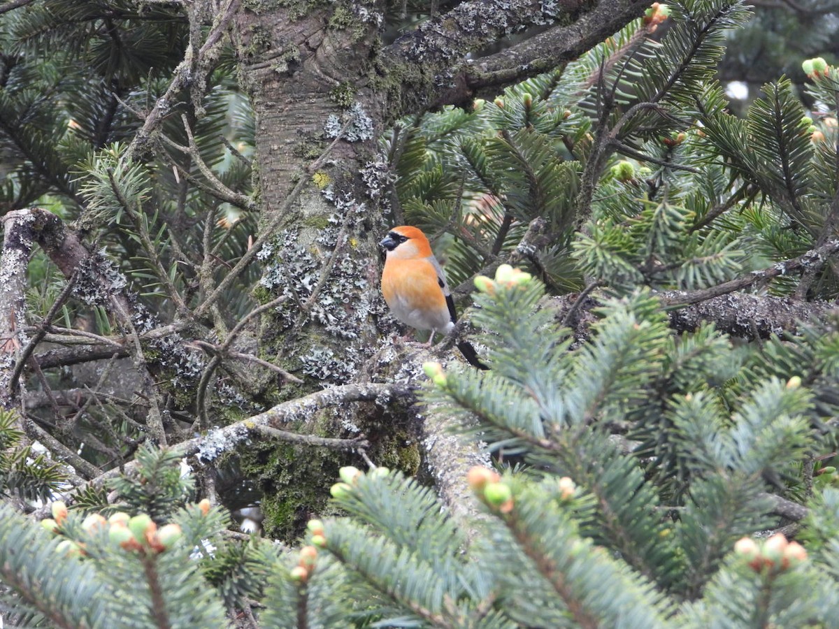 Red-headed Bullfinch - ML619755017