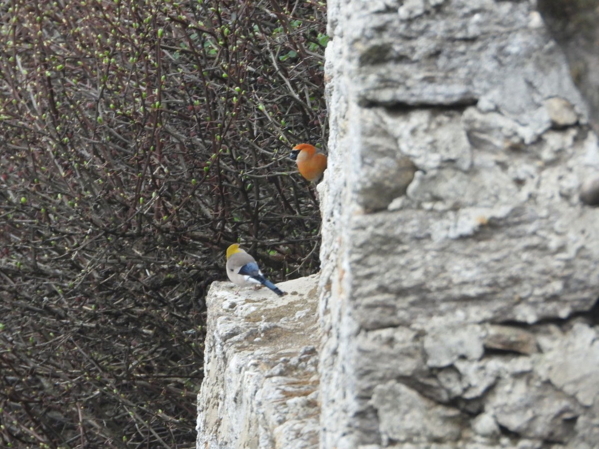 Red-headed Bullfinch - ML619755018