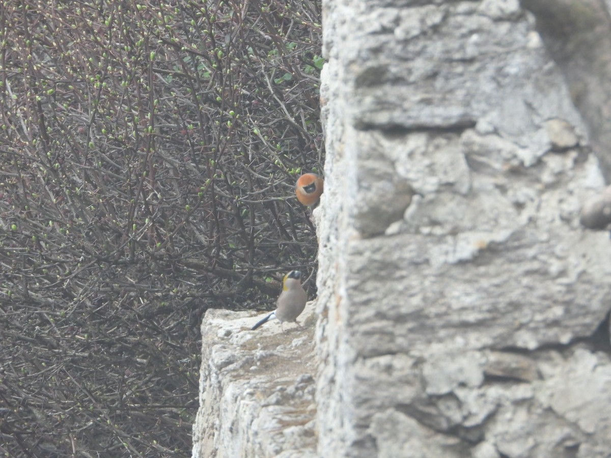 Red-headed Bullfinch - ML619755019