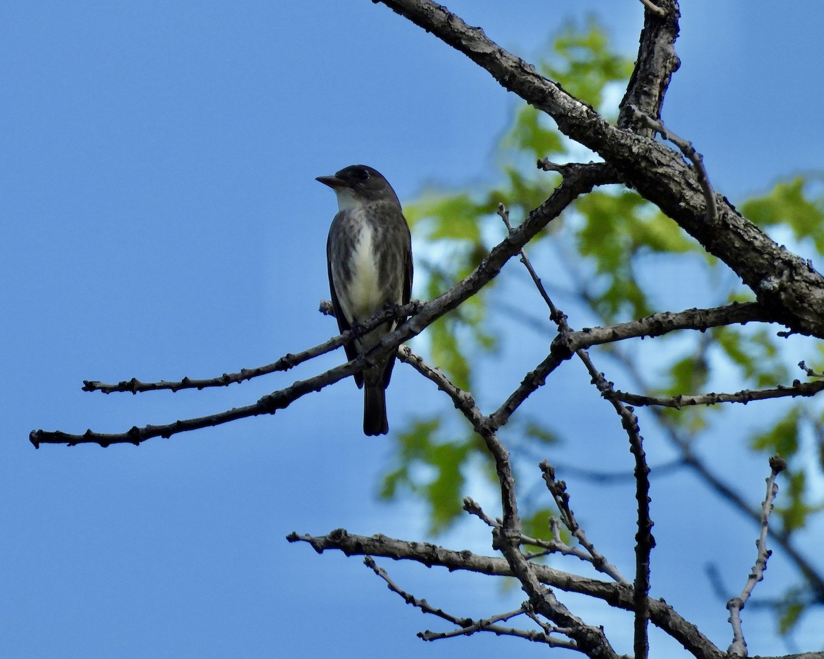 Olive-sided Flycatcher - ML619755031